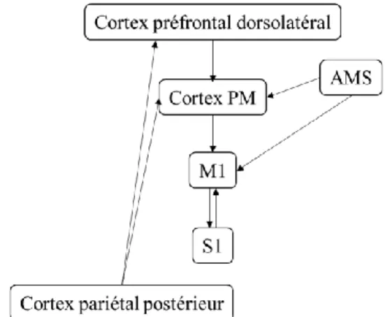 Figure 1-2 : Connexions des aires corticales motrices et prémotrices.  