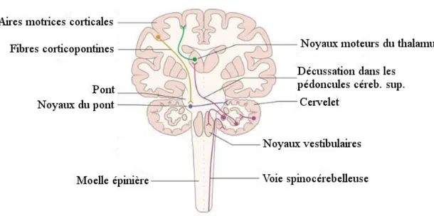 Figure  1-4 :  Connexions  cérébelleuses  de la voie dentato-thalamo-corticale du  néocervelet