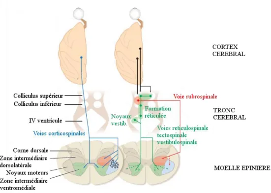 Figure  1-6 :  Représentation  schématique  de  la  distribution  des  fibres  cortico- cortico-spinales latérales et ventrales et des fibres motrices extrapyramidales