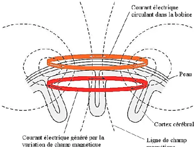 Figure 3-1 : Schéma des courants électriques et du champ magnétique générés  lors  d’une  impulsion  de  TMS  à  la  surface  du  crâne  générée  par  une  bobine  ronde