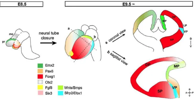 Figure  3:  The  genetics  of  early  pallial  patterning.  Coronal  view  indicates  spatial  subdivisions of the pallium, where dorsal pallium lies between the medial and lateral/ventral  pallium