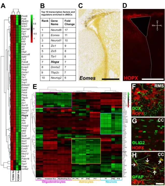 Figure  8.  A  Meta-Analysis  of  TFs  Enrichment  in  dNSCs  Highlights  Their  Association  with  Distinct  Neural  Lineages