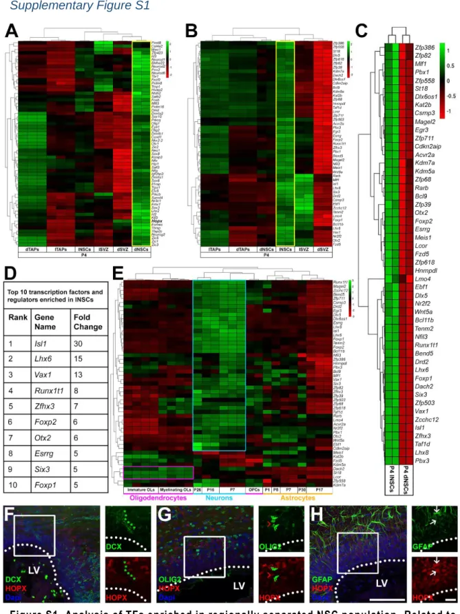 Figure S1. Analysis of TFs enriched in regionally separated NSC population.  Related to  Figure  8