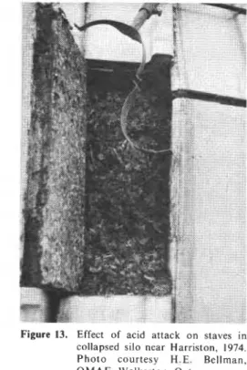 Figure  13.  Effect  of  acid  attack  on  staves  in  collapsed  silo  near  Harriston,  1974