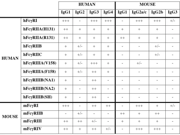 Table 1: Binding and crossbinding of human and mouse IgG subclasses to human and  mouse FcγRs 