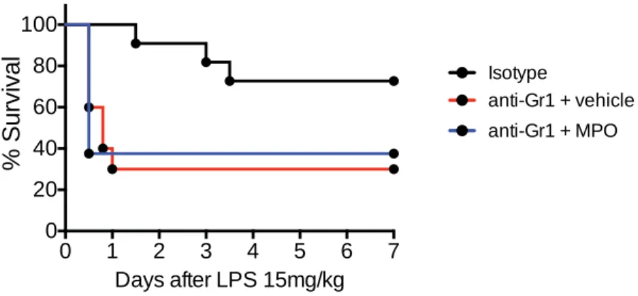 Figure 5.1: Injection of recombinant MPO does not affect survival in neutrophil-depleted  mice