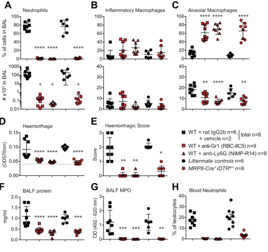 Figure 5.3: No immune complex-mediated airway inflammation in neutrophil-depleted PMN DTR mice