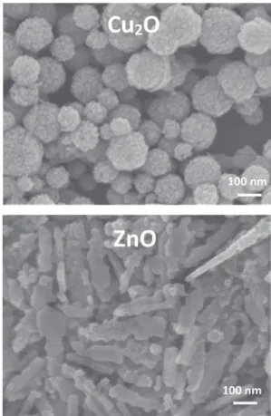 Fig. 1 Scanning electron microscopy images of the cuprite Cu 2 O (top) and zinc oxide ZnO (bottom) nanoparticles after synthesis by inorganic polycondensation