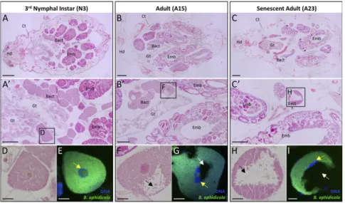 Fig. 1. Degeneration of bacteriocyte tissue and cells during aphid aging. (A – C) Representative images of H&amp;E-stained whole-aphid sections from N3 (A), reproductively active adults (B), and senescent adults (C) demonstrating a progressive dissociation