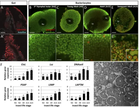 Fig. 6. Activation of the lysosomal system during aphid bacteriocyte degeneration. (A – E ′ ) Confocal images (A – E) and magnified views (A ′– E ′ ) of lysosomes in whole-mount IHC-stained gut (controls; A and A ′ ) and bacteriocytes from N3 (B and B ′ ),