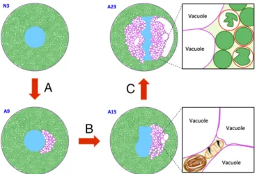 Fig. 7. Major phases of aphid bacteriocyte cell death. (A) Phase I: induction of ER-derived hypervacuolation