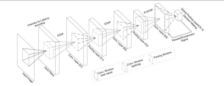 FIGURE 3 | Overall structure of the network in the tutorial (modified figure from the work by Mozafari et al., 2019).