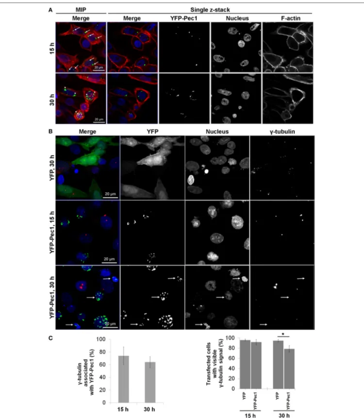 FIGURE 7 | Ectopic production and localization of YFP-Pec1 in human transfected cells