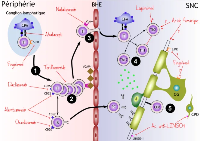 Figure 1.3 – Principales étapes de la physiopathologie de la sclérose en plaques et cibles thé- thé-rapeutiques : 1- Présentation de l’antigène au lymphocyte T, sortie du ganglion lymphatique  2-Prolifération lymphocytaire 3- Passage de la barrière hémato-