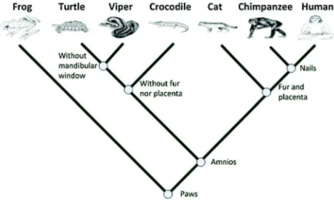 Fig. 6 A simple cladogram