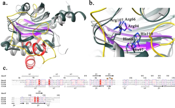 Figure 5.  Structural comparison. (a) Superimposition of GacS PD  (colored secondary structure) and two  structural homologues, E