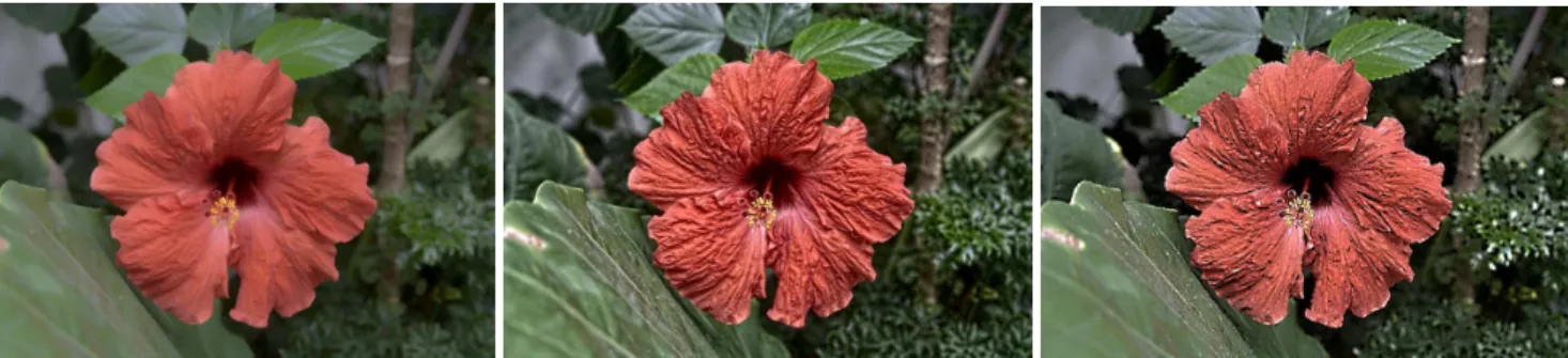 Figure 11: Fine-scale enhancement of the input image (left) using WLS [Farbman et al. 2008] (middle) and our technique (right) provides similar results with subtle differences since the detail on the petals are of, both, low contrast and fine scale