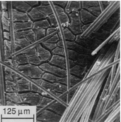 Figure 1. Surface of GRP (top side) weather outdoors for 12 years.