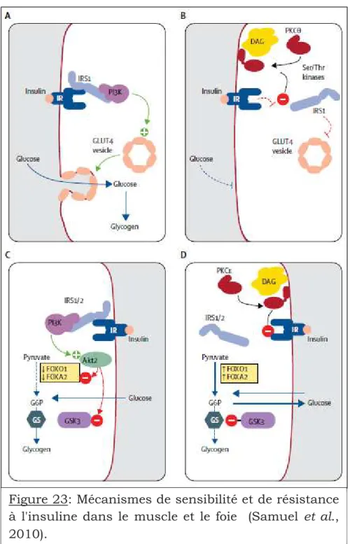 Figure 23: Mécanismes de sensibilité et de résistance  à  l'insuline  dans  le  muscle  et  le  foie    (Samuel  et  al.,  2010)