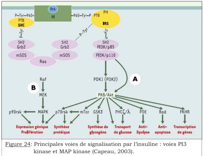 Figure 24: Principales voies de signalisation par l’insuline : voies PI3            kinase et MAP kinase (Capeau, 2003)