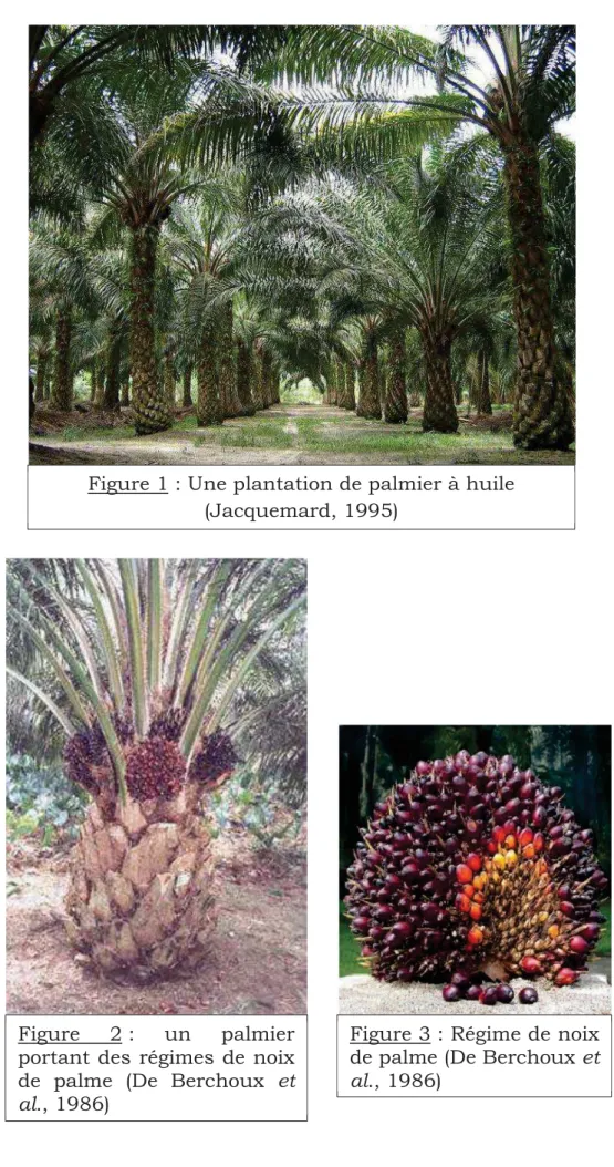 Figure  2 :  un  palmier  portant des régimes de noix  de  palme  (De  Berchoux  et  al., 1986) 