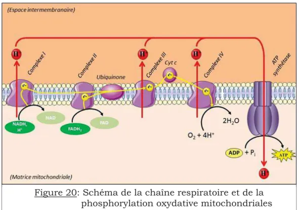 Figure 20: Schéma de la chaîne respiratoire et de la                      phosphorylation oxydative mitochondriales 