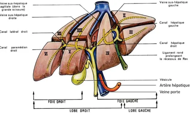 Figure 1.1 – Schéma de l’anatomie du foie, représentant la segmentation de Couinaud [Couinaud, 1957].
