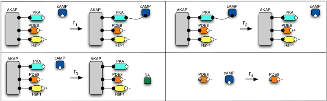Figure 3: Port graph representation for the biochemical reactions in the AKAP model.