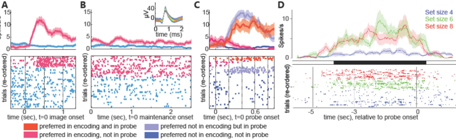 Figure 3: Persistently active cells as a substrate for working memory. (A-C) Example of a  visually selective neuron recorded from the amygdala during a working memory task with  pictures as items