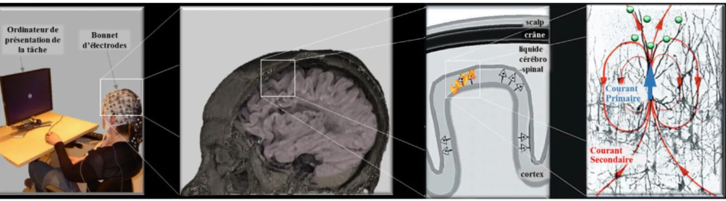 Figure 2.1: Origine du signal mesuré en électroencéphalographie  (Baillet et al., 2001): lorsque le cerveau est  activé par un processus cognitif (par exemple lors de la réalisation d’une tâche), les neurones pyramidaux du  cortex émettent des courants éle