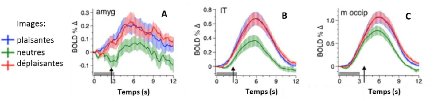 Figure  4.3 :  Augmentation de  l’activité  IRMf  A.  de  l’amygdale  et  B.  du  cortex  inféro-temporal  C