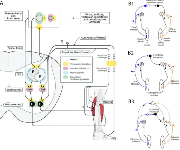 Figure 2. Descending and ascending inputs to spinal circuits involved in  sensorimotor reflexes 