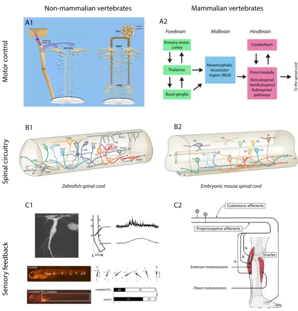 Figure 3. Neural substrates of spinal sensorimotor integration across vertebrates  