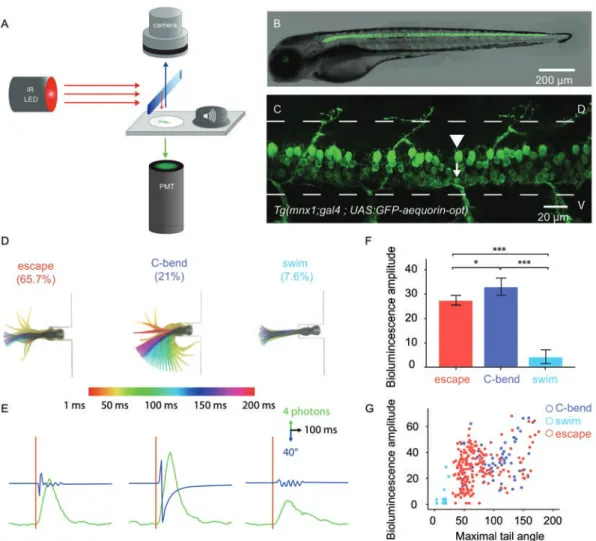 Figure 1. Bioluminescence monitoring of spinal motor neurons during active  locomotion discriminates distinct behaviors 