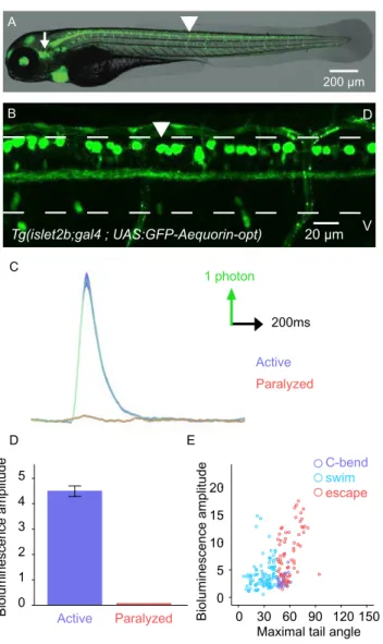 Figure 4. Mechanosensory neurons are recruited during active but not fictive  locomotion 