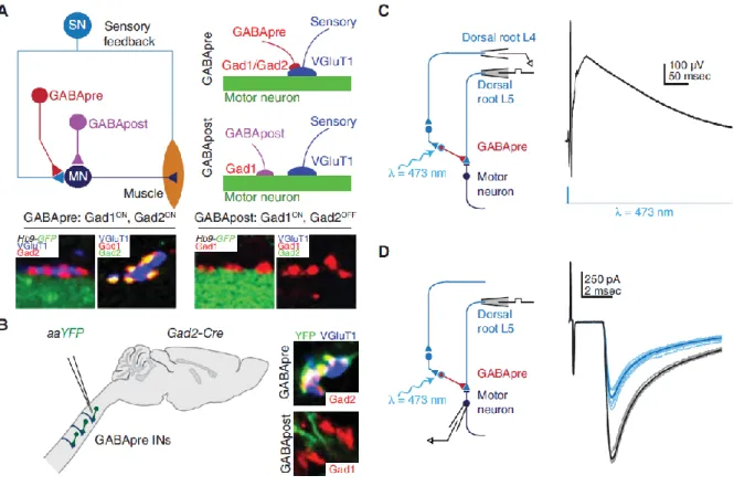 Figure  I.8.  Gad2-expressing  neurons  mediate  presynaptic  inhibition.  (A)  Proprioceptive  sensory  neurons  (SN)  convey  sensory  feedback  signals  from  muscle  to  motor  neurons  (MN)