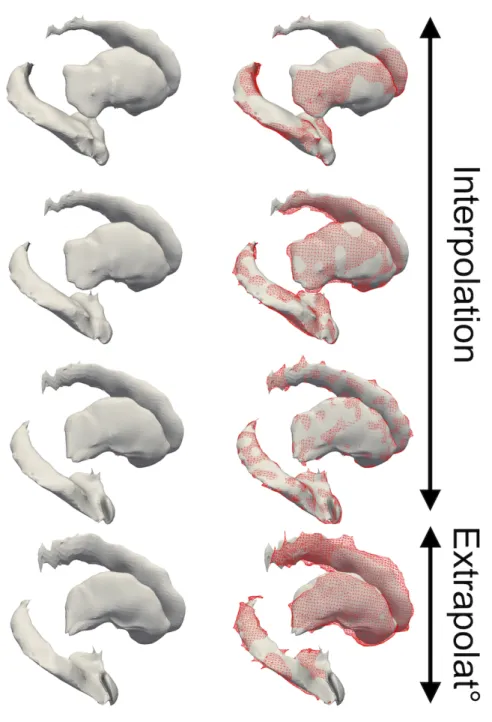 Figure 2.2: Extrapolated geodesic regression for the subject s0671. The right hippocampus, the caudate and the putamen brain structures are representated in each sub-figure
