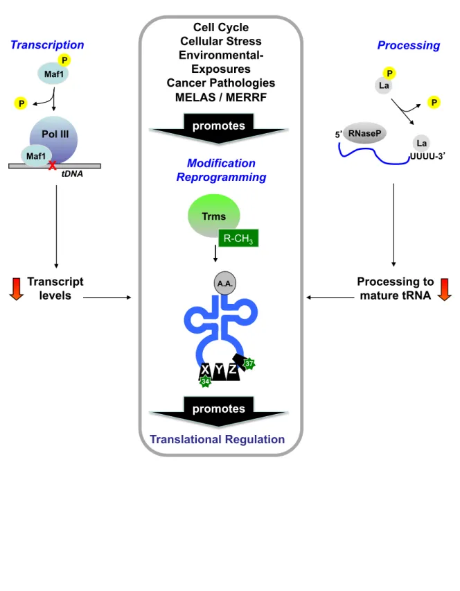 Figure 2  Maf1  P  P  Maf1  Pol III  tDNA X  5   UUUU-3  La P RNaseP La P  Trms  R-CH 3 Cell Cycle  Cellular Stress Environmental-Exposures  Cancer Pathologies MELAS / MERRF   Transcription  Processing Modification Reprogramming  Transcript  levels  Proces