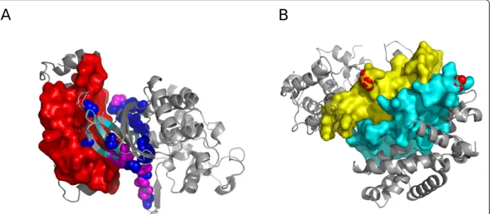 Figure 5 Functional insights from predicted interface. (a) Predicted interface for the interaction between BRAF (light blue) and PAK2 (red surface)