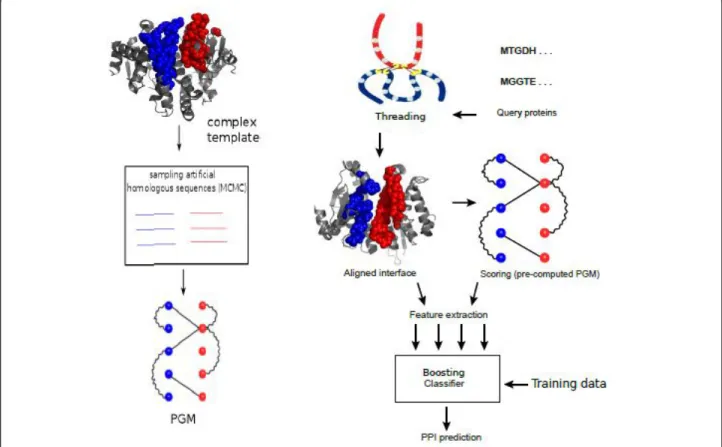 Figure 2 Flowchart of Coev2Net. Left: Markov chain Monte Carlo (MCMC) sampling to generate synthetic homologous sequences for each complex template