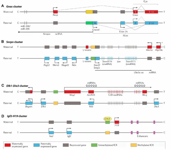 Figure    3:    Imprinted    genes    are    found    in    clusters.    A.    Gnas    domain