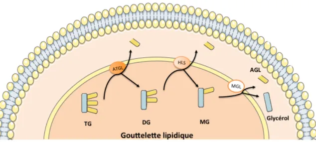 Figure 10: Cascade lipolytique dans l’adipocyte 