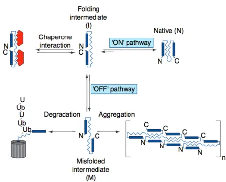 Figure 1  Formation of structured protein aggregates.