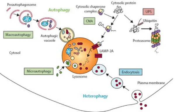 Figure 3 Autophagy pathway 