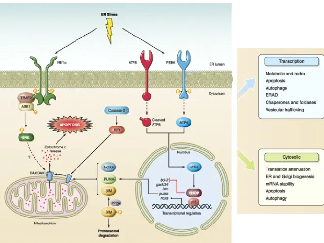 Figure 4  ER stress-mediated apoptosis and the Unfolded Protein Response (UPR)