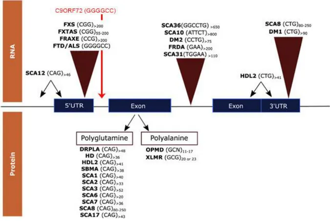 Figure 6  Coding and non-coding expansions associated to neurodegenerative diseases