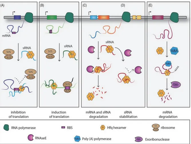 Figure 7  Roles of RBPs in RNA metabolism 