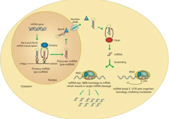Figure 8 RNA interference and the RISC complex 