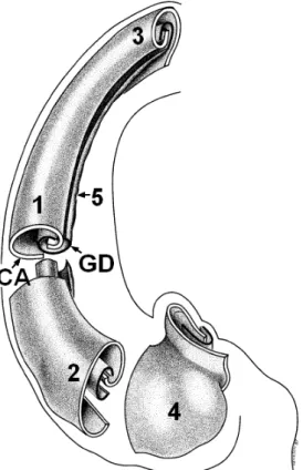 Figure 2.6: General view of the internal structure of the hippocampus. The cornu Ammonis (CA) and gyrus dentatus (GD) form two interlocking, U-shaped laminae