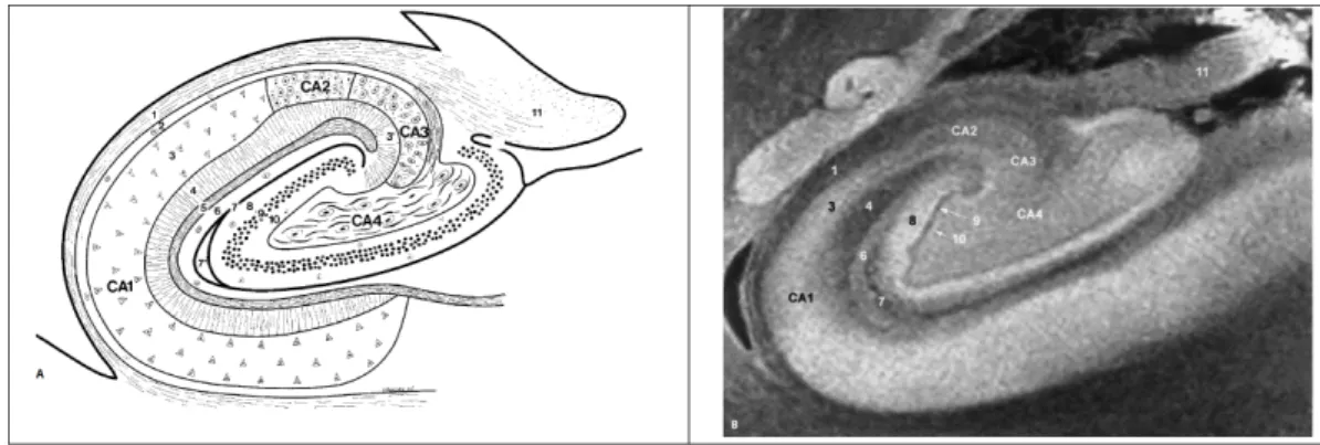 Figure 2.11: Diagram and 9.4T MRI view of the structure of the hippocampus (coronal section)